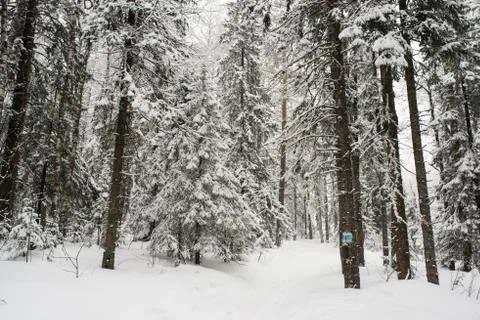 Snow-covered winter forest Stock Photos