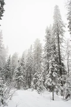 Snow-covered winter forest Stock Photos