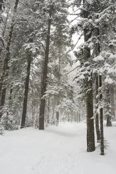 Snow-covered winter forest Stock Photos