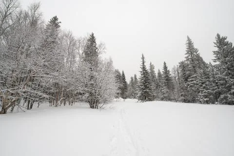Snow-covered winter forest Stock Photos