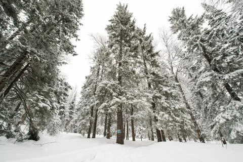 Snow-covered winter forest Stock Photos