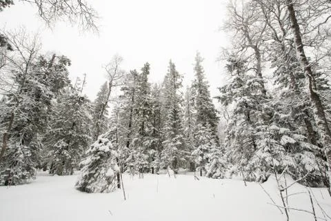 Snow-covered winter forest Stock Photos