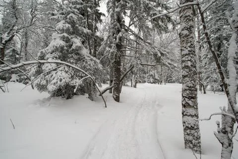 Snow-covered winter forest Stock Photos