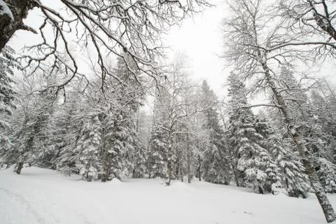 Snow-covered winter forest Fotos Stock