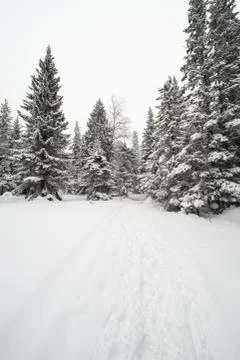 Snow-covered winter forest Stock Photos