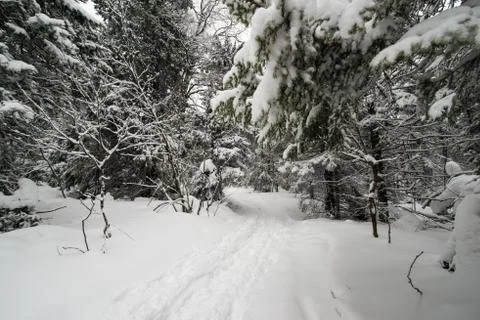 Snow-covered winter forest Stock Photos