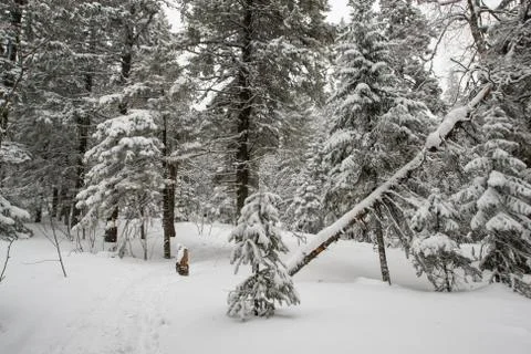 Snow-covered winter forest Stock Photos