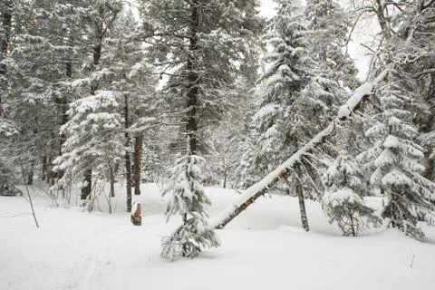 Snow-covered winter forest Stock Photos