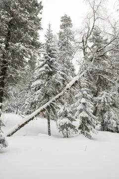 Snow-covered winter forest Stock Photos