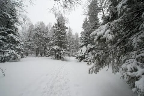 Snow-covered winter forest Stock Photos