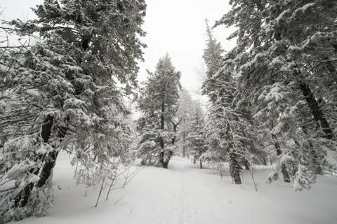 Snow-covered winter forest Stock Photos