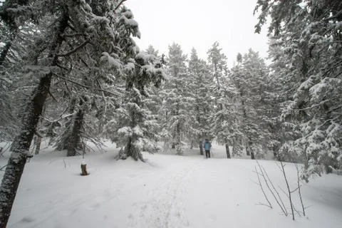 Snow-covered winter forest Stock Photos
