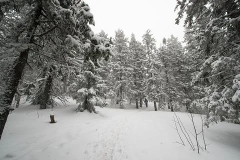 Snow-covered winter forest Stock Photos