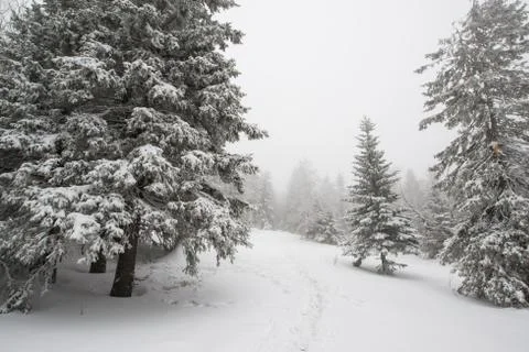 Snow-covered winter forest Stock Photos