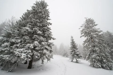 Snow-covered winter forest Stock Photos