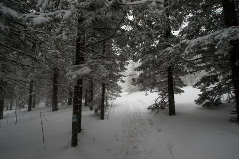 Snow-covered winter forest Stock Photos