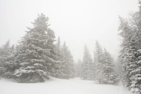 Snow-covered winter forest Stock Photos