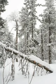 Snow-covered winter forest Stock Photos