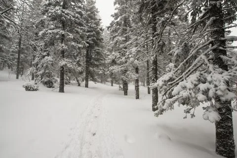Snow-covered winter forest Stock Photos