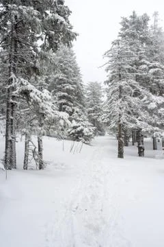 Snow-covered winter forest Stock Photos