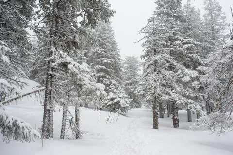 Snow-covered winter forest Stock Photos
