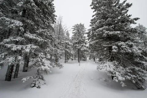 Snow-covered winter forest Stock Photos