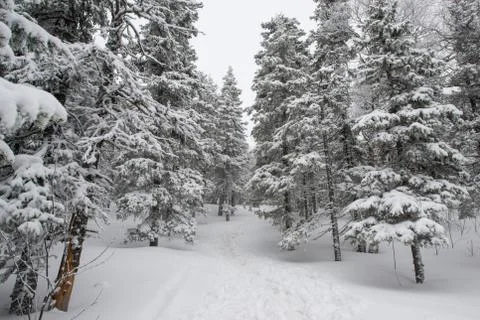 Snow-covered winter forest Stock Photos