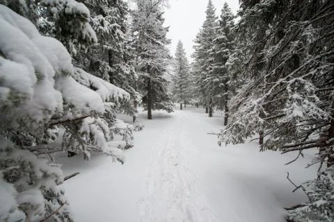 Snow-covered winter forest Stock Photos