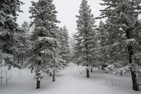 Snow-covered winter forest Stock Photos