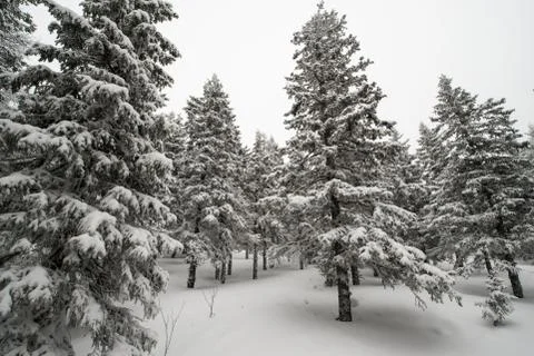 Snow-covered winter forest Fotos Stock