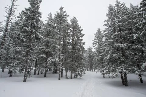 Snow-covered winter forest Stock Photos