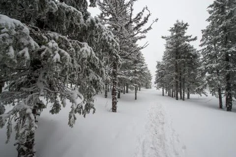 Snow-covered winter forest Stock Photos