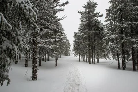 Snow-covered winter forest Stock Photos