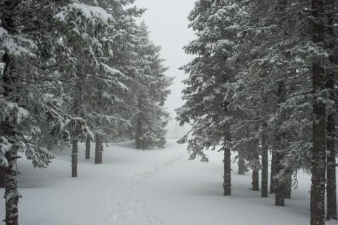 Snow-covered winter forest Stock Photos