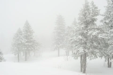 Snow-covered winter forest Stock Photos