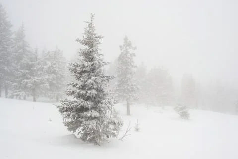 Snow-covered winter forest Stock Photos