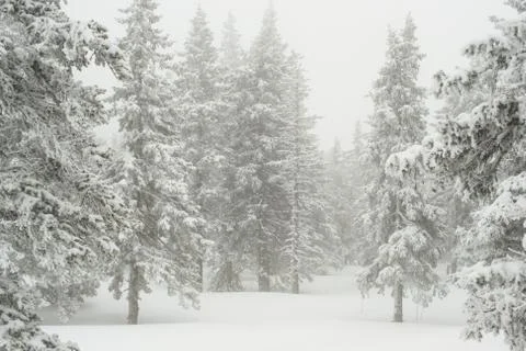 Snow-covered winter forest Stock Photos