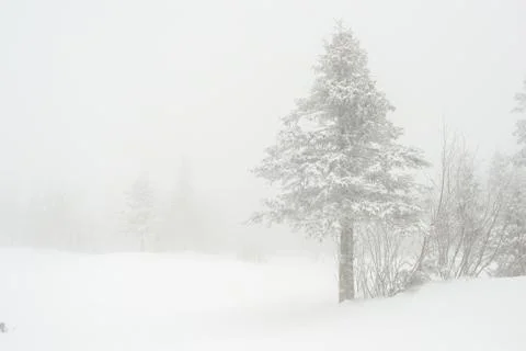Snow-covered winter forest Stock Photos