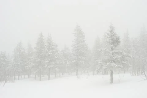 Snow-covered winter forest Stock Photos