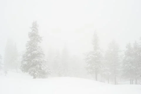 Snow-covered winter forest Stock Photos