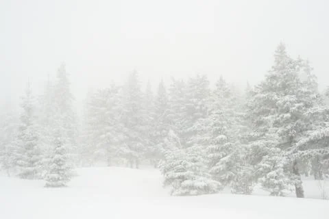 Snow-covered winter forest Stock Photos