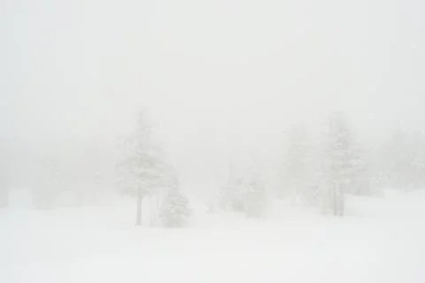 Snow-covered winter forest Stock Photos