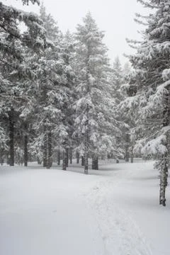 Snow-covered winter forest Photos