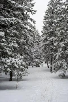 Snow-covered winter forest Stock Photos