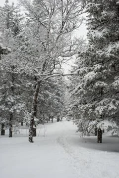 Snow-covered winter forest Stock Photos