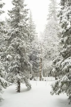 Snow-covered winter forest Stock Photos