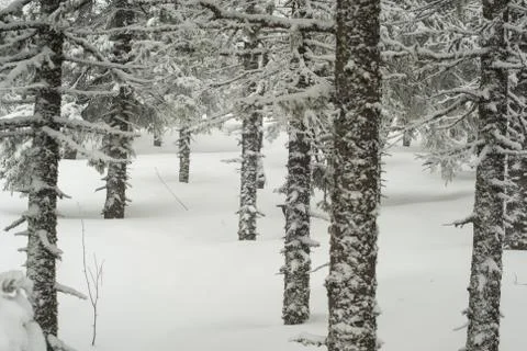 Snow-covered winter forest Stock Photos