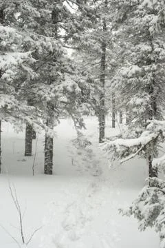 Snow-covered winter forest Stock Photos