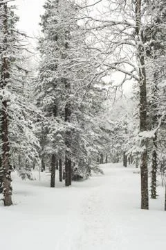 Snow-covered winter forest Stock Photos