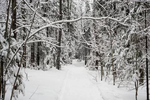 Snow-covered winter forest Stock Photos